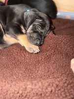 Bluey , a female Great Dane for sale in Temecula, CA – Photo 4 of 5