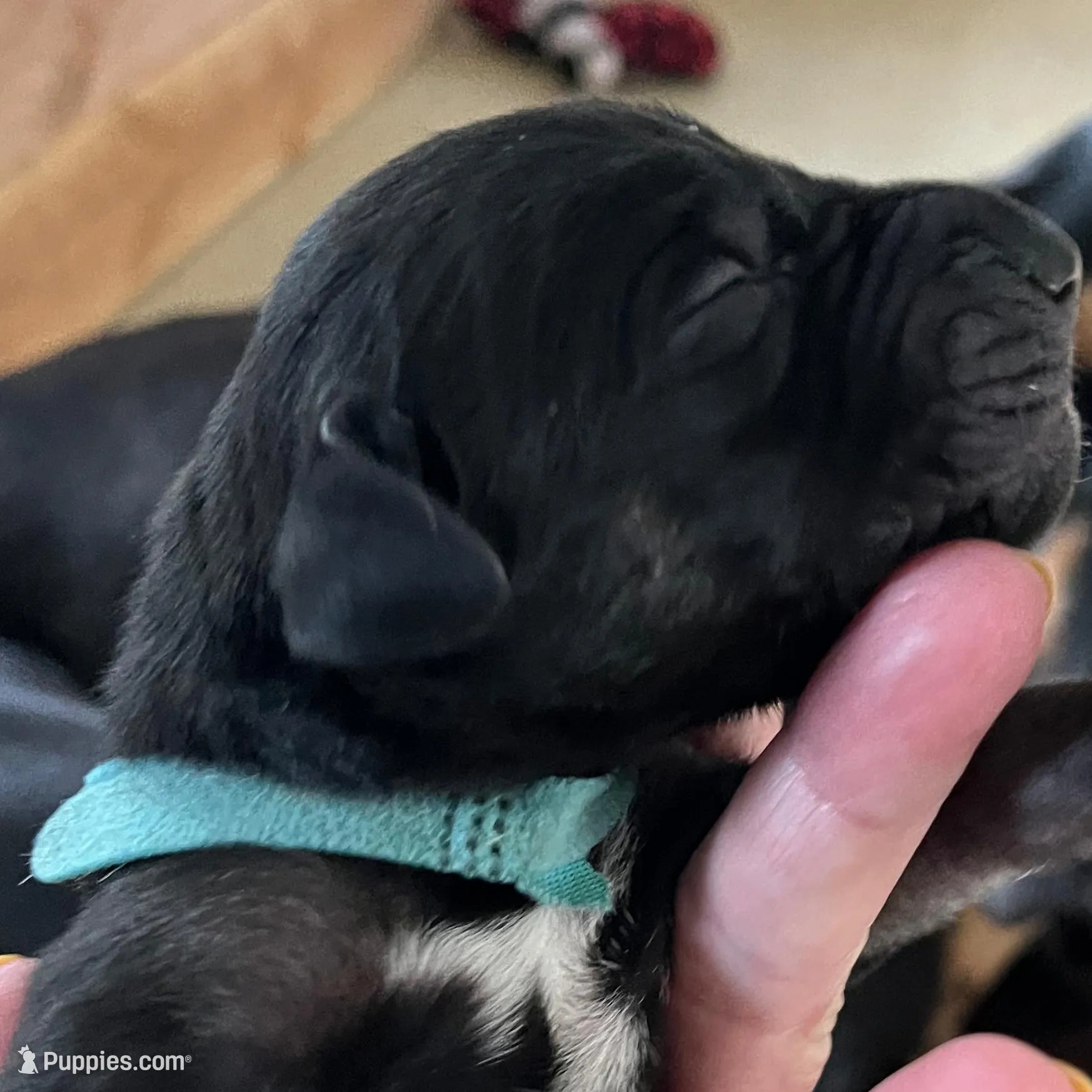 Bluey  – Great Dane puppy for sale in Temecula, CA