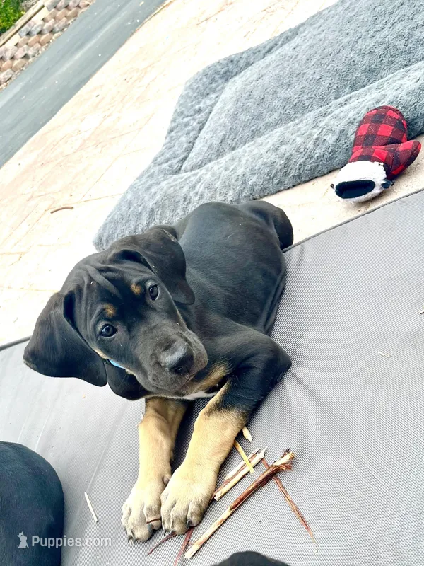 Ready for her new home. Bluey  – Great Dane puppy for sale in Temecula, CA