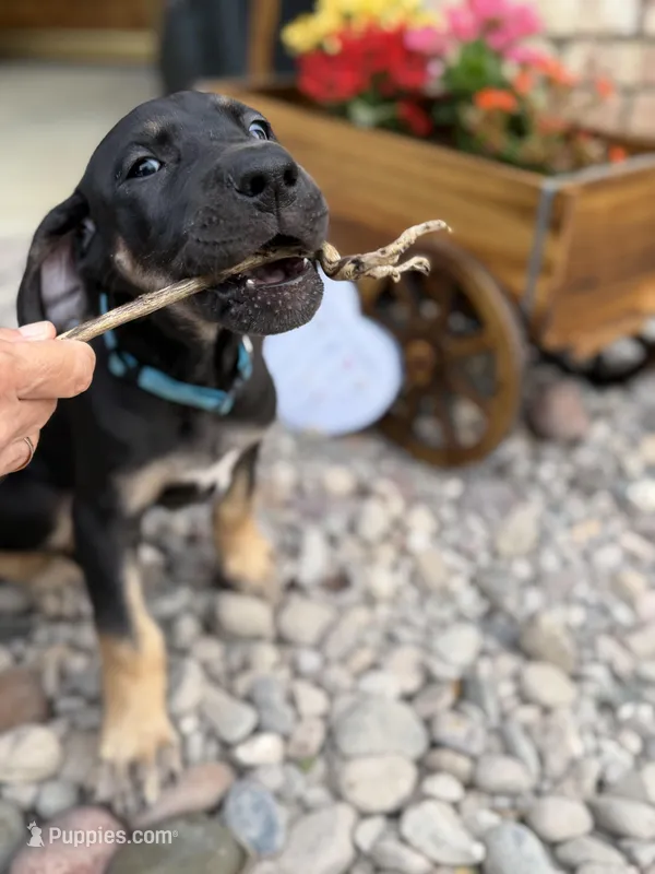 Bluey  – Great Dane puppy for sale in Temecula, CA