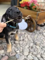 Ready for her new home. Bluey , a female Great Dane for sale in Temecula, CA – Photo 1 of 10