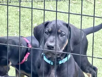 Ready for her new home. Bluey , a female Great Dane for sale in Temecula, CA – Photo 3 of 10