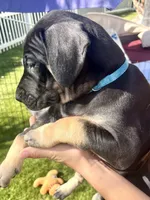 Ready for her new home. Bluey , a female Great Dane for sale in Temecula, CA – Photo 7 of 10