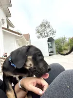 AKC. Ready for her new home. Bluey , a female Great Dane for sale in Temecula, CA – Photo 3 of 9