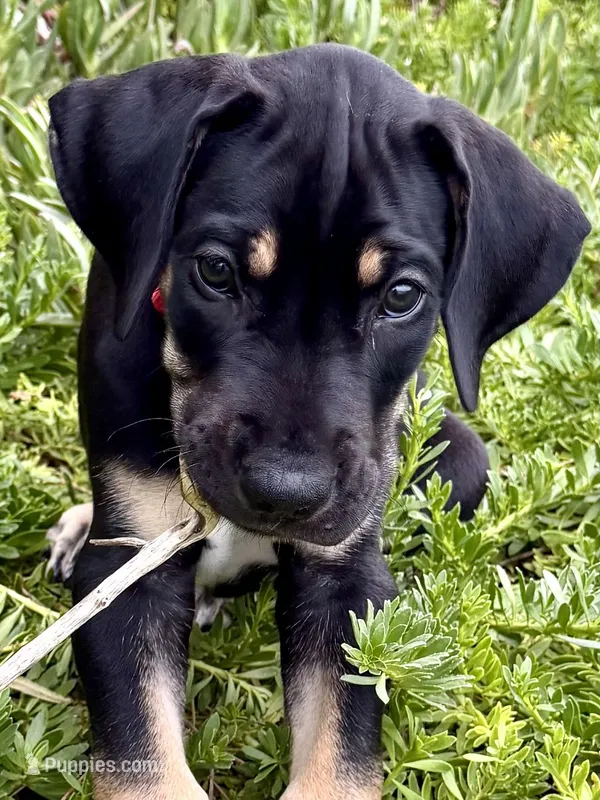 Mackenzie – Great Dane puppy for sale in Temecula, CA