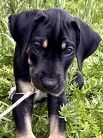 Ready for his new home. Mackenzie, a female Great Dane for sale in Temecula, CA – Photo 1 of 10