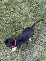 Ready for his new home. Mackenzie, a female Great Dane for sale in Temecula, CA – Photo 10 of 10