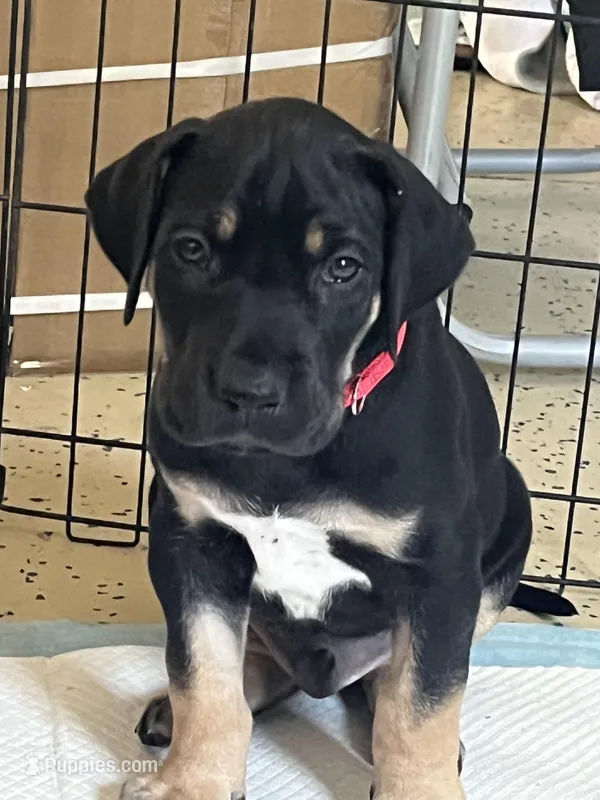 Mackenzie – Great Dane puppy for sale in Temecula, CA