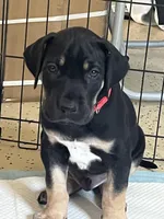 Ready for his new home. Mackenzie, a female Great Dane for sale in Temecula, CA – Photo 3 of 10