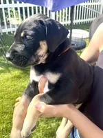 Ready for his new home. Mackenzie, a female Great Dane for sale in Temecula, CA – Photo 4 of 10