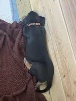 Snickers, a male Great Dane for sale in Temecula, CA – Photo 6 of 9