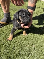 Snickers, a male Great Dane for sale in Temecula, CA – Photo 3 of 3