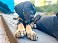 AKC. Ready for his new home. Snickers, a male Great Dane for sale in Temecula, CA – Photo 1 of 10
