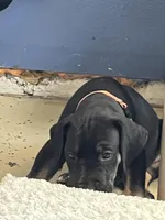 Snickers, a male Great Dane for sale in Temecula, CA – Photo 3 of 9