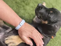 Snickers, a male Great Dane for sale in Temecula, CA – Photo 9 of 9