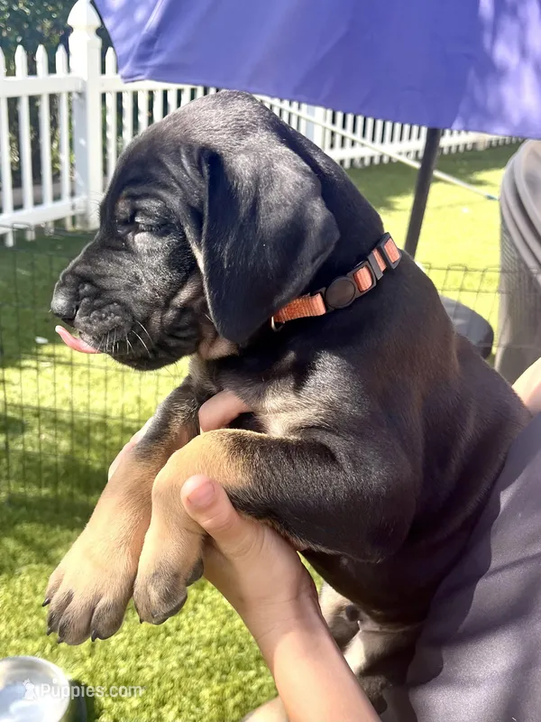 Snickers – Great Dane puppy for sale in Temecula, CA