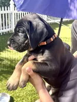 Snickers, a male Great Dane for sale in Temecula, CA – Photo 2 of 9