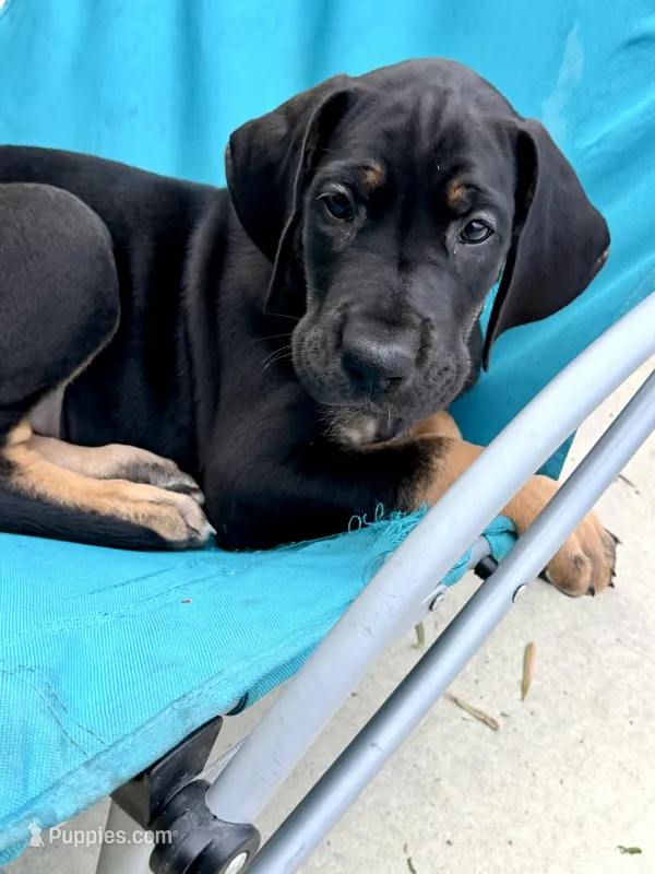 Snickers – Great Dane puppy for sale in Temecula, CA