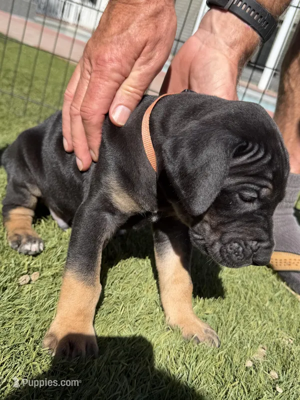 Snickers – Great Dane puppy for sale in Temecula, CA