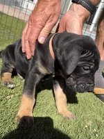 Snickers, a male Great Dane for sale in Temecula, CA – Photo 1 of 3