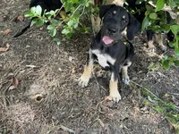 Mackenzie , a male Great Dane for sale in Temecula, CA – Photo 2 of 9