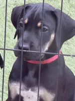 Mackenzie , a male Great Dane for sale in Temecula, CA – Photo 4 of 9