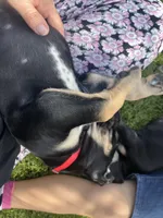 Mackenzie , a male Great Dane for sale in Temecula, CA – Photo 7 of 9