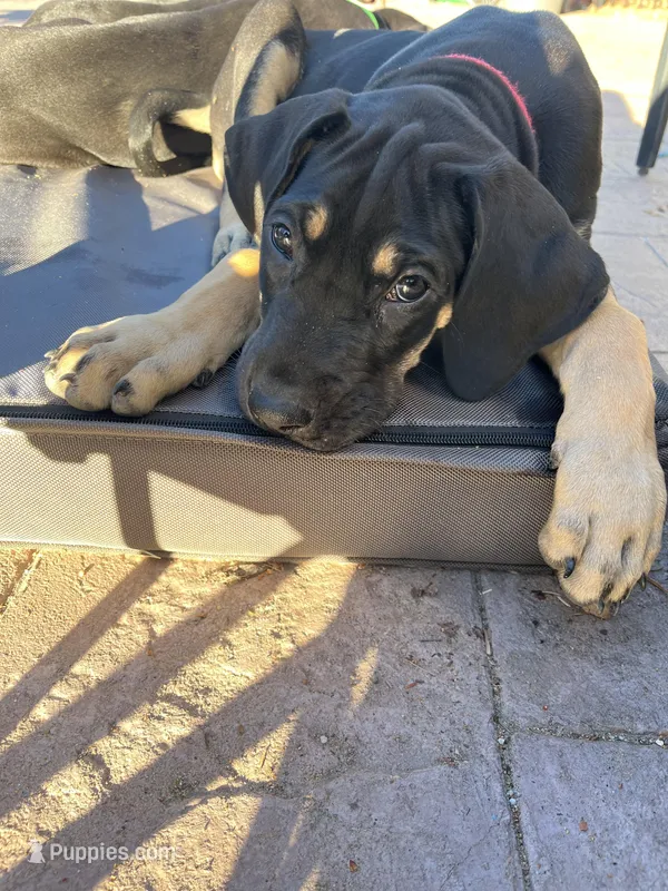 Mackenzie  – Great Dane puppy for sale in Temecula, CA