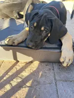 Mackenzie , a male Great Dane for sale in Temecula, CA – Photo 1 of 9