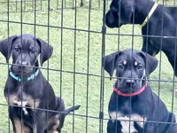 Mackenzie , a male Great Dane for sale in Temecula, CA – Photo 8 of 9