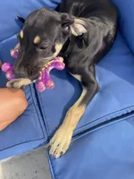 AKC. Ready for her new home. Pom Pom, a female Great Dane for sale in Temecula, CA – 1 of 7