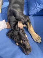 AKC. Ready for her new home. Pom Pom, a female Great Dane for sale in Temecula, CA – 2 of 7