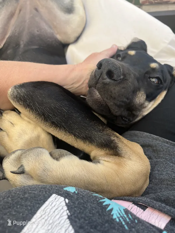 AKC. Ready for her new home. Pom Pom – Great Dane puppy for sale in Temecula, CA