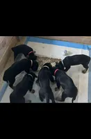 Rusty, a male Great Dane for sale in Temecula, CA – Photo 5 of 5