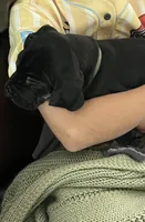 Rusty, a male Great Dane for sale in Temecula, CA – Photo 1 of 5