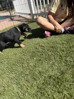 Rusty, a male Great Dane for sale in Temecula, CA – Photo 4 of 5