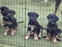 Ready for his new home. Rusty, a male Great Dane for sale in Temecula, CA – Photo 4 of 10