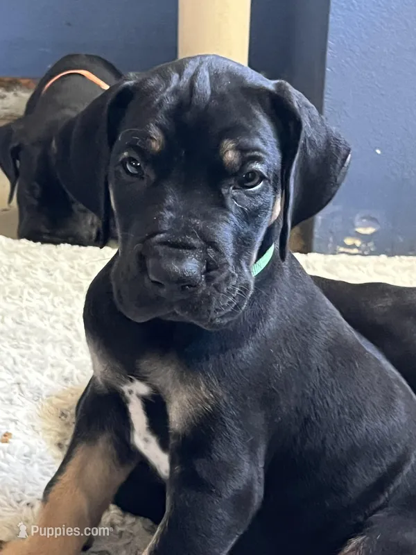 Rusty – Great Dane puppy for sale in Temecula, CA