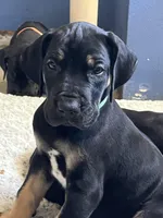 Ready for his new home. Rusty, a male Great Dane for sale in Temecula, CA – Photo 3 of 10