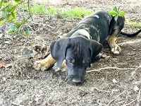 AKC. Ready for his new home. Rusty, a male Great Dane for sale in Temecula, CA – Photo 2 of 10