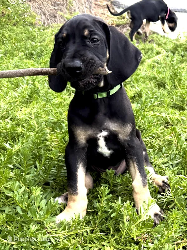 Rusty – Great Dane puppy for sale in Temecula, CA