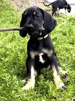 Ready for his new home. Rusty, a male Great Dane for sale in Temecula, CA – Photo 1 of 10
