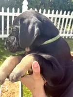 Ready for his new home. Rusty, a male Great Dane for sale in Temecula, CA – Photo 5 of 10