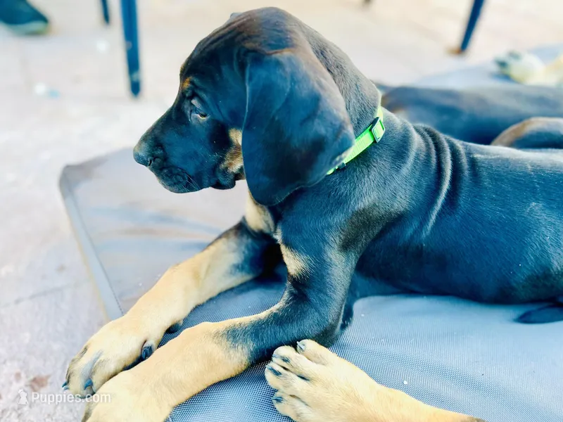 Ready for his new home. Rusty – Great Dane puppy for sale in Temecula, CA