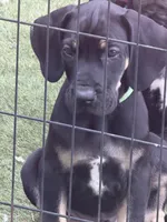 Ready for his new home. Rusty, a male Great Dane for sale in Temecula, CA – Photo 2 of 10