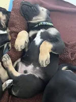 Ready for his new home. Rusty, a male Great Dane for sale in Temecula, CA – Photo 8 of 10