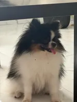 Oreo, a male Pomeranian for sale in Leesburg, FL – 1 of 3