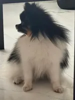 Oreo, a male Pomeranian for sale in Leesburg, FL – 2 of 3