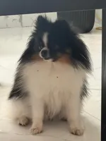 Oreo, a male Pomeranian for sale in Leesburg, FL – 3 of 3