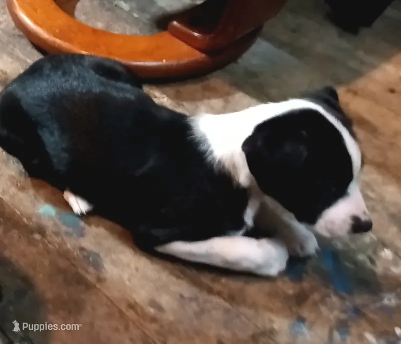 Dotty – Belgian Malinois puppy for sale in Eugene, OR